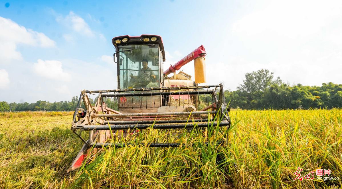 Farmers harvest bumper ratoon rice crop in SW China's Chongqing Farmers harvest bumper ratoon rice crop in SW China's Chongqing
