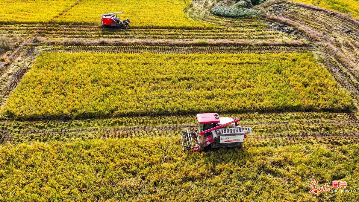 Farmers harvest bumper ratoon rice crop in SW China's Chongqing Farmers harvest bumper ratoon rice crop in SW China's Chongqing