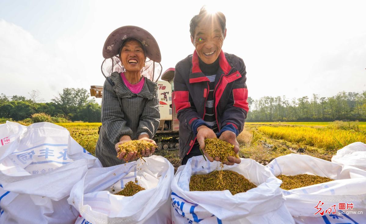 Farmers harvest bumper ratoon rice crop in SW China's Chongqing Farmers harvest bumper ratoon rice crop in SW China's Chongqing
