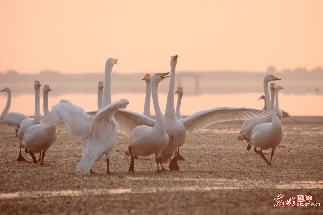 Migrating swans return to E China's Shandong for winter