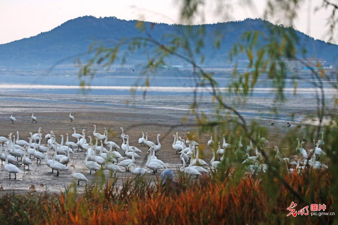 Migrating swans return to E China's Shandong for winter