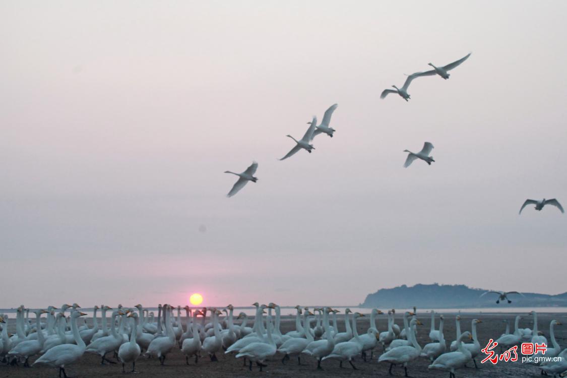 Migrating swans return to E China's Shandong for winter