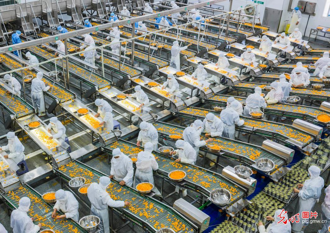 Citrus processing workshop in Hubei runs at full capacity for global orders