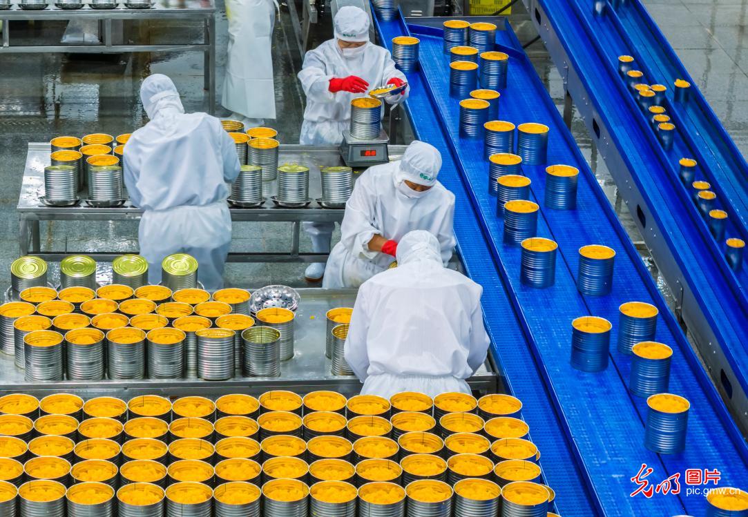 Citrus processing workshop in Hubei runs at full capacity for global orders