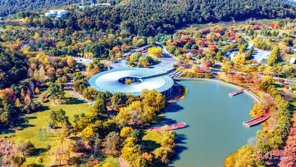 Wuxiangshan shines with greenery in early winter