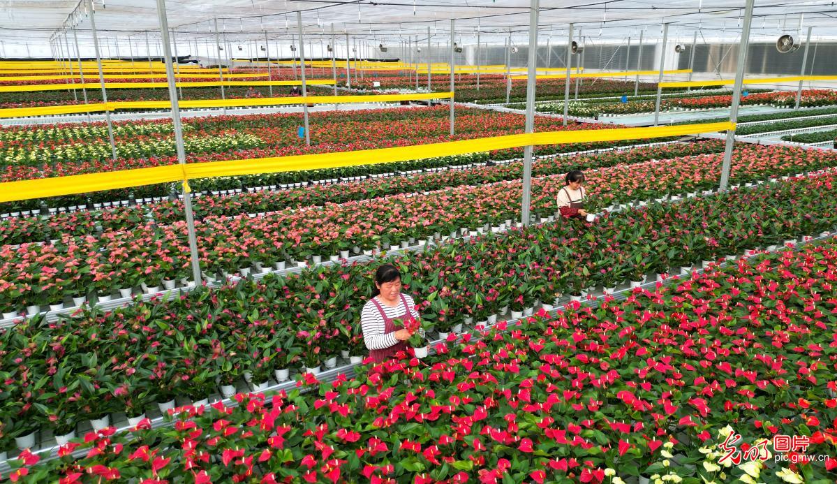 Flower care underway at Dongying's intelligent greenhouse