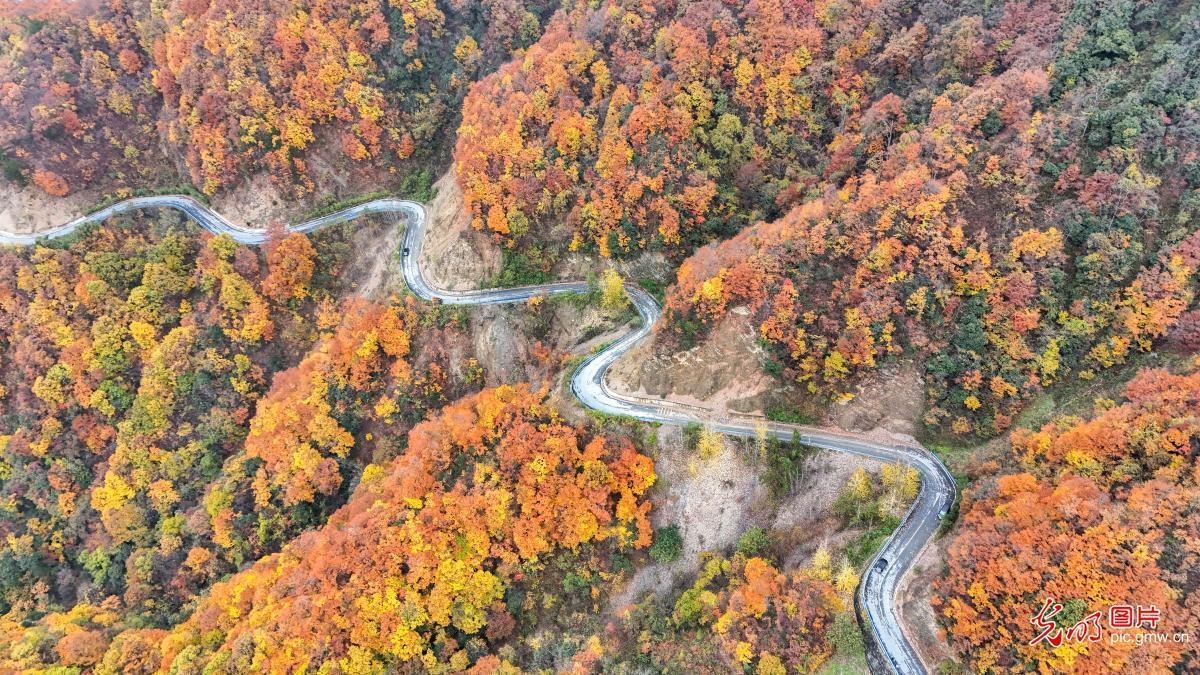 Forests dyed in vivid hues at Chongqing's Wulipo National Nature Reserve