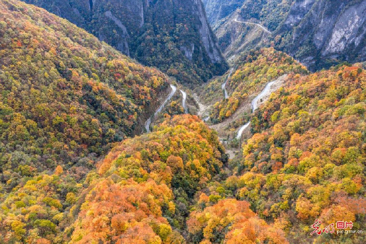 Forests dyed in vivid hues at Chongqing's Wulipo National Nature Reserve