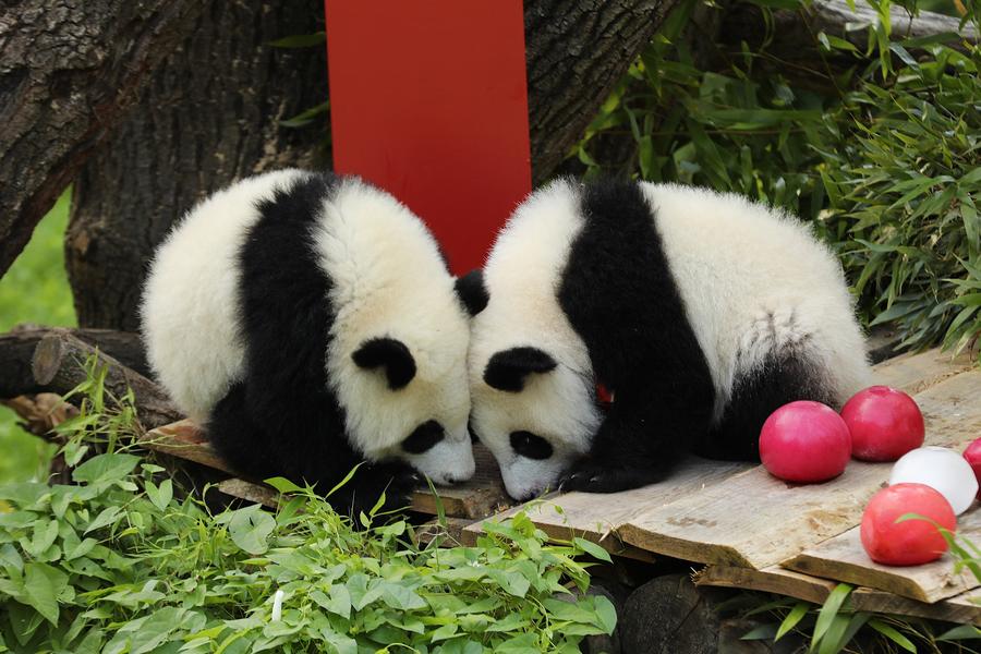 Pandas breathe warmth into Berlin's daily rhythm