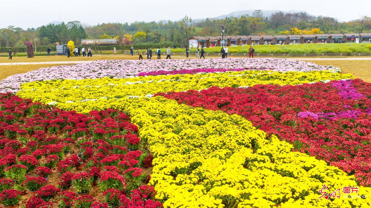 Autumn Chrysanthemum Exhibition opens in E China's Fujian Autumn Chrysanthemum Exhibition opens in E China's Fujian