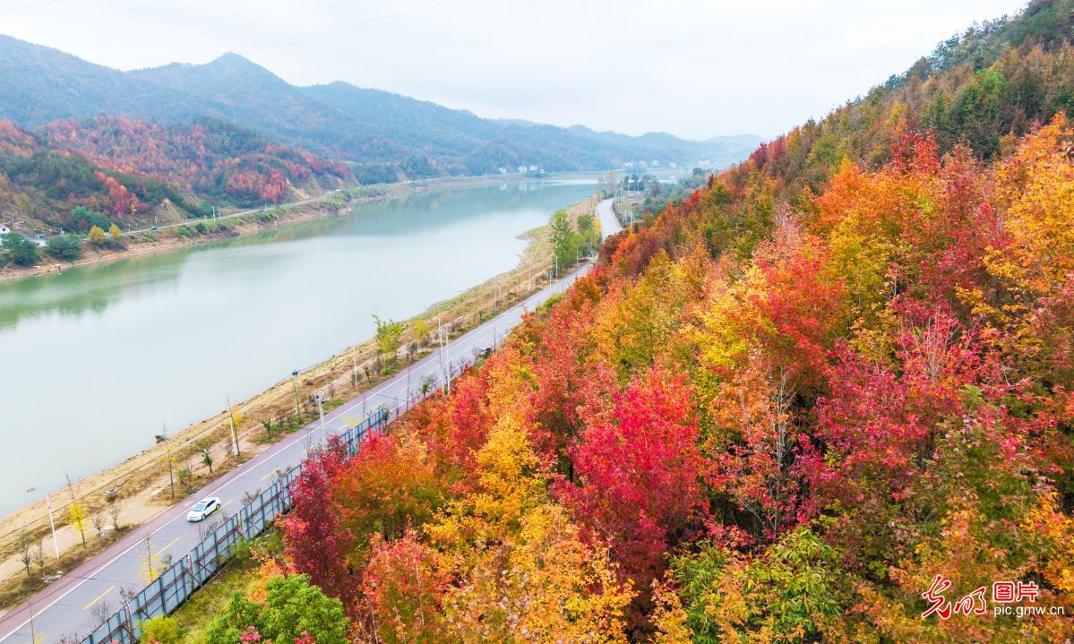 Autumn foliage paints scenic views along Bailianhe Reservoir