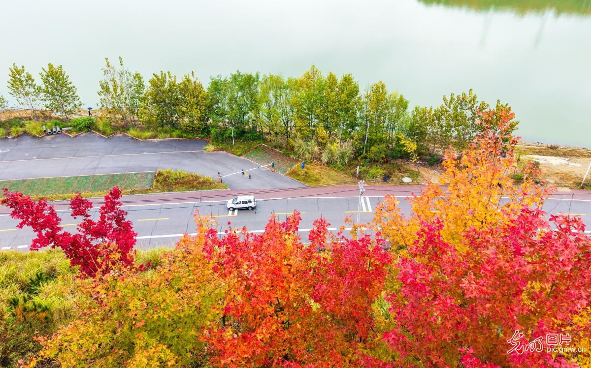 Autumn foliage paints scenic views along Bailianhe Reservoir