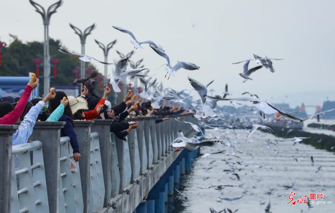 Red-billed gulls flock to Haigeng Dam in Kunming