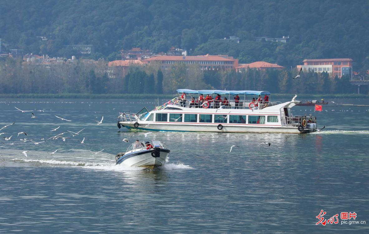 Red-billed gulls flock to Haigeng Dam in Kunming