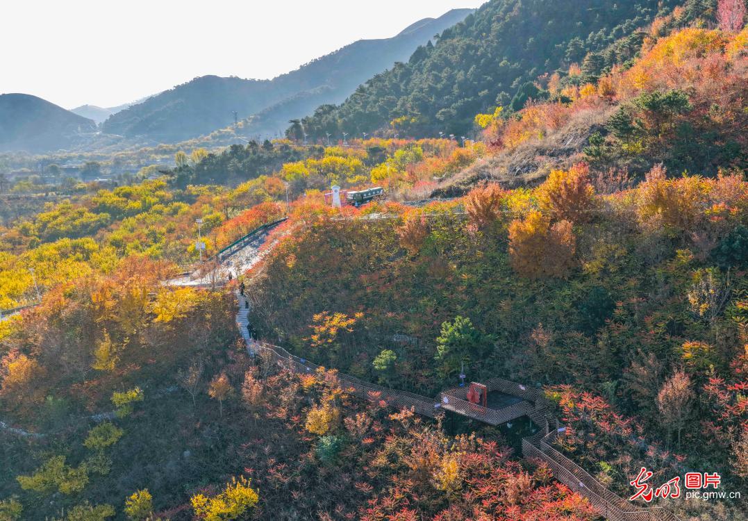 Autumn colors peak at Nanshan Changle Valley in Zunhua