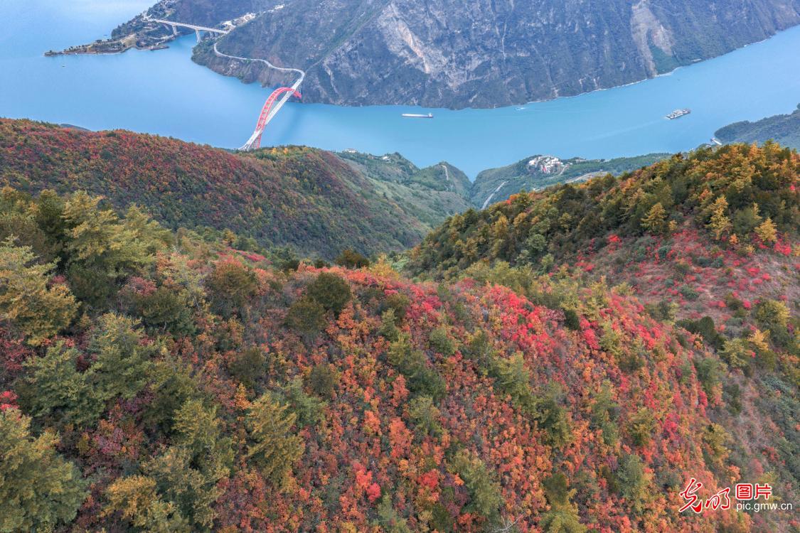 Early winter colors along Yangtze River