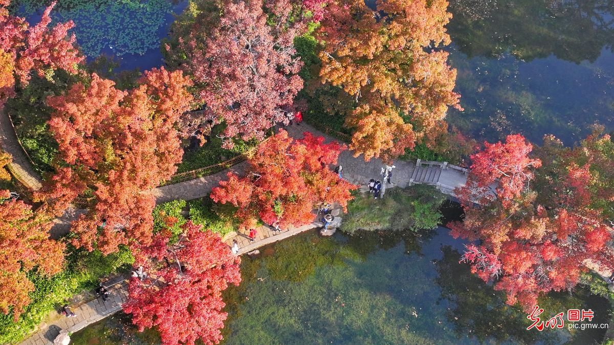 Maple leaves draw crowds to Jiangsu's Tianping Mountain