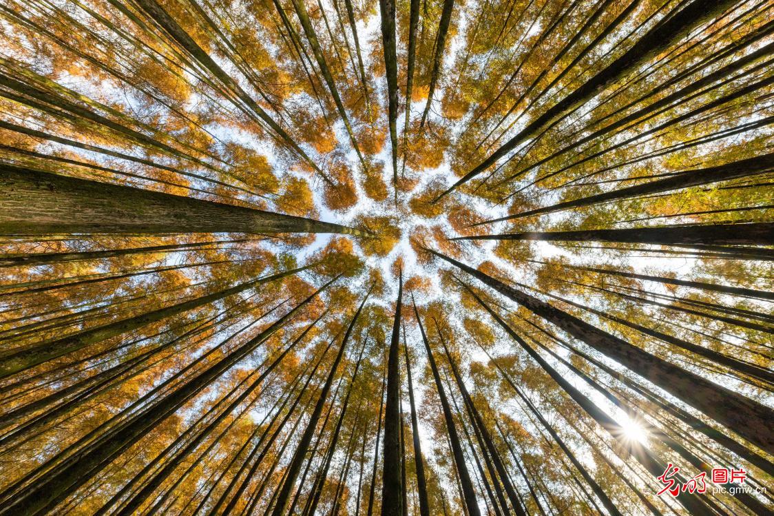 Colorful forest dazzles in SW China's Chongqing