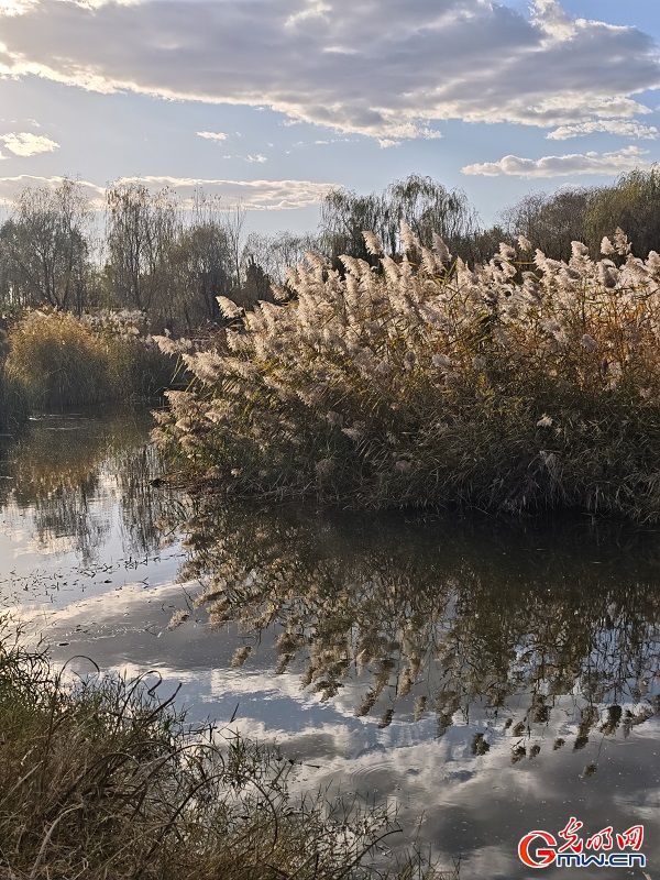 Autumn view at Beijing's Central Green Forest Park