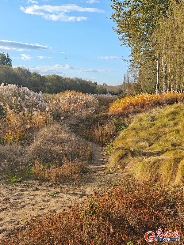 Autumn view at Beijing's Central Green Forest Park