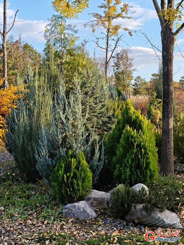 Autumn view at Beijing's Central Green Forest Park