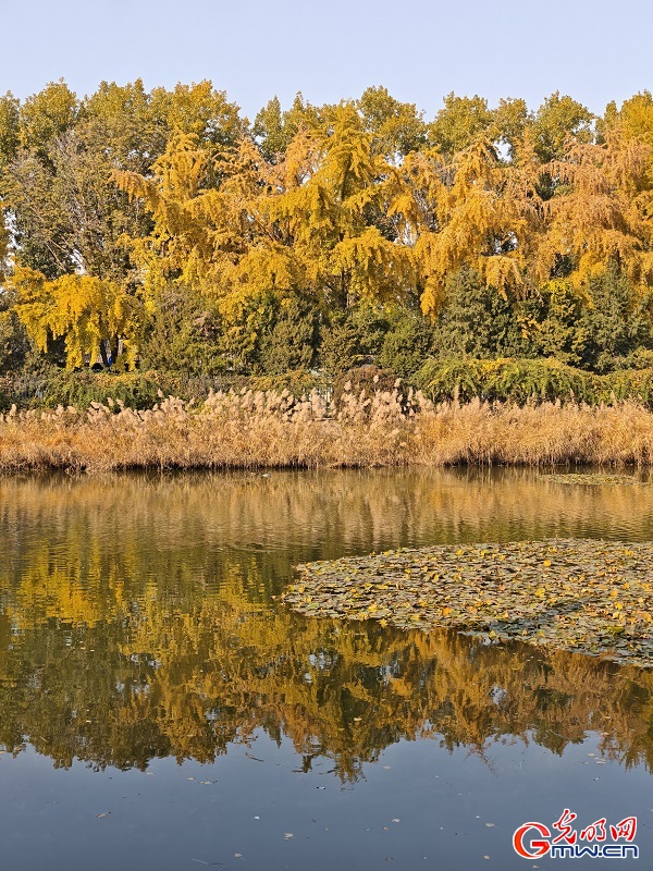 In pics: autumn scenery of Yuanmingyuan Park