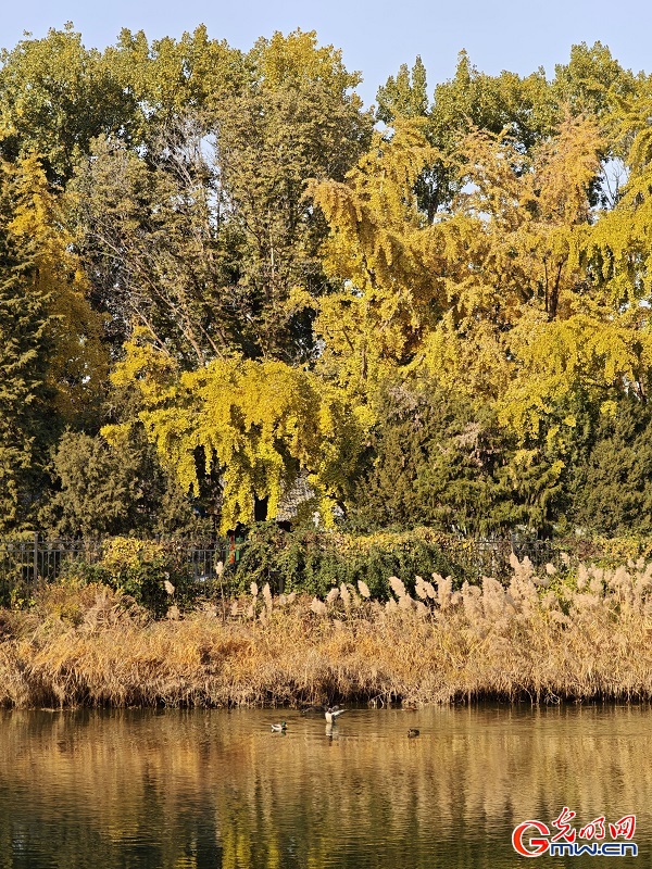 In pics: autumn scenery of Yuanmingyuan Park