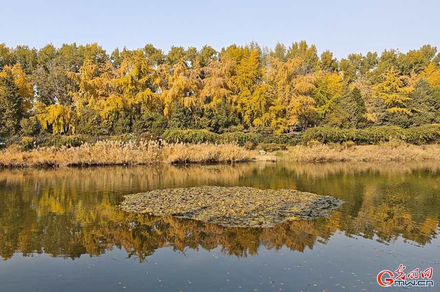In pics: autumn scenery of Yuanmingyuan Park