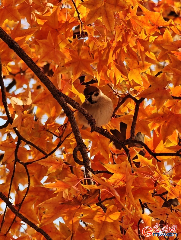 In pics: autumn scenery of Yuanmingyuan Park