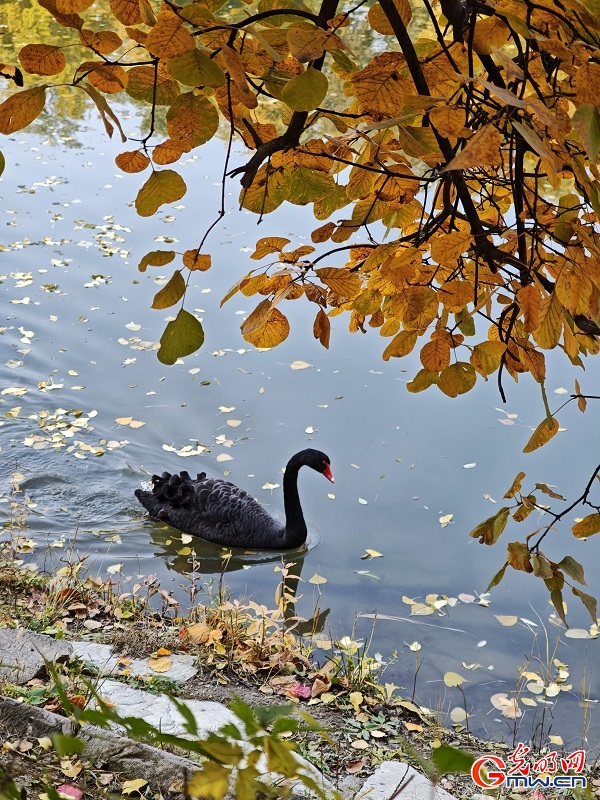 In pics: autumn scenery of Yuanmingyuan Park