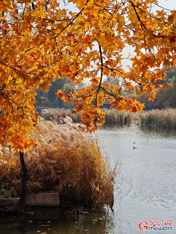 In pics: autumn scenery of Yuanmingyuan Park