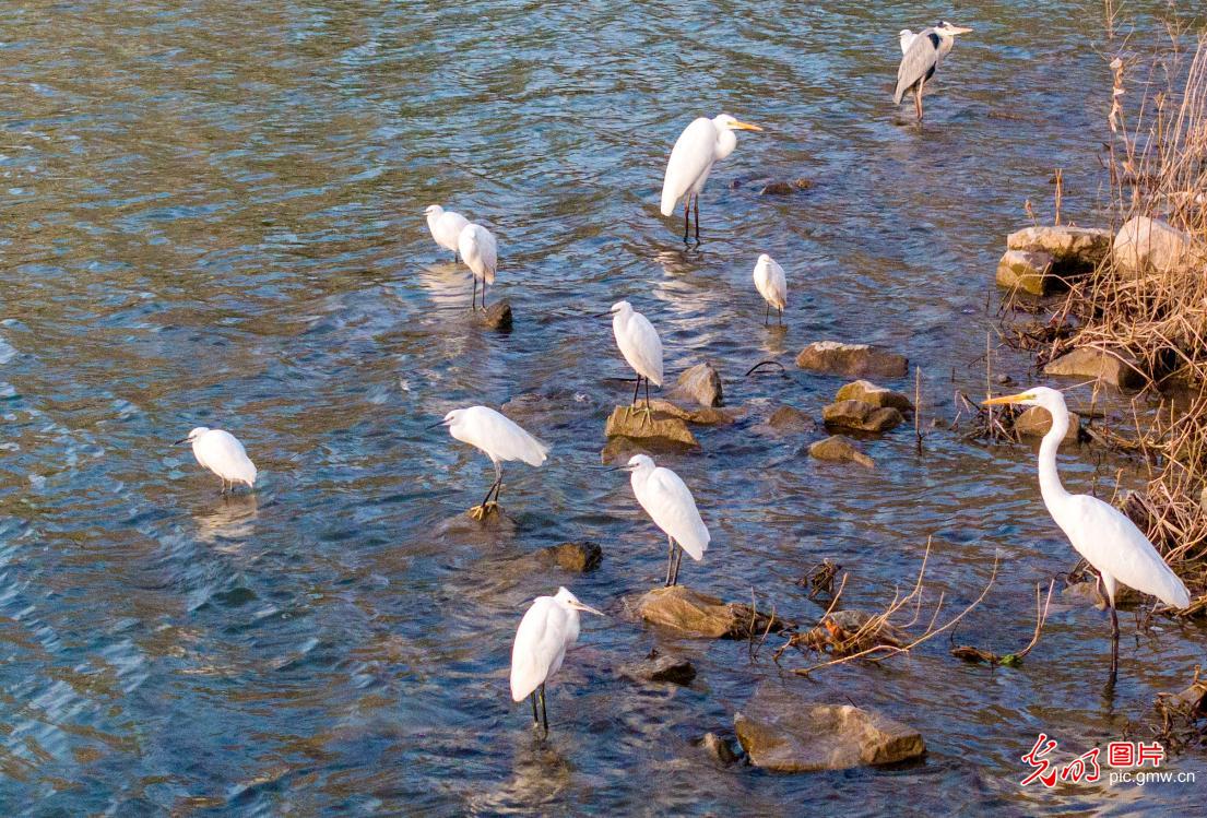 Picturesque scenery at Luohe River in C China Picturesque scenery at Luohe River in C China