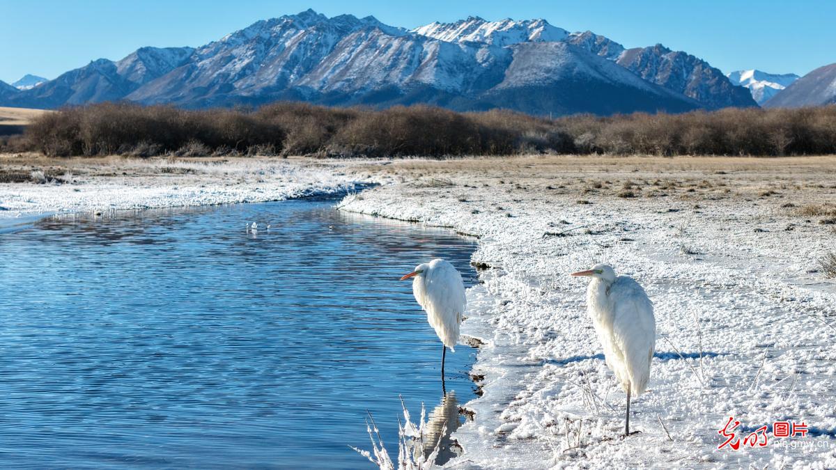 Winter scenery at NW China's Luanniao Lake Wetland