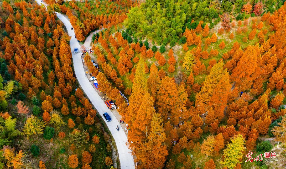 Pictureque dawn redwood forest in C China's Hunan Pictureque dawn redwood forest in C China's Hunan