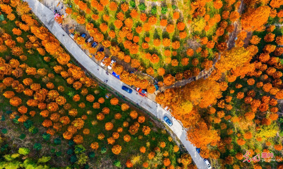 Pictureque dawn redwood forest in C China's Hunan Pictureque dawn redwood forest in C China's Hunan