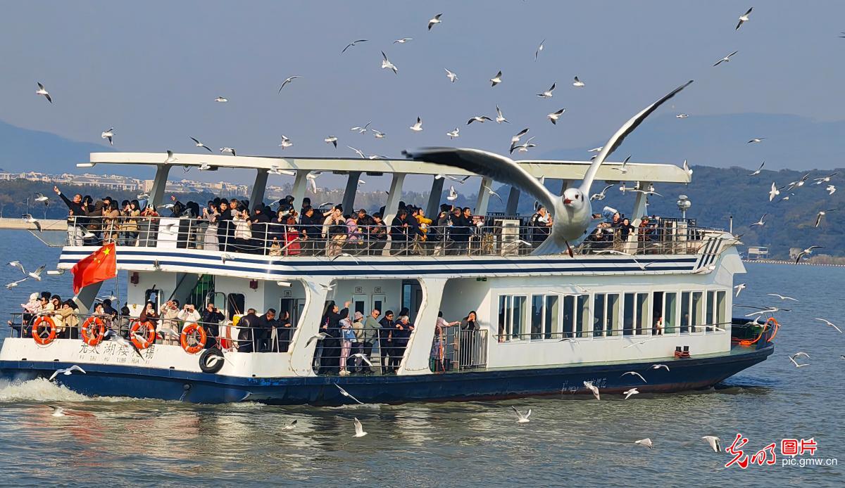 Gull-watching season starts in E China’s Taihu Lake Gull-watching season starts in E China’s Taihu Lake
