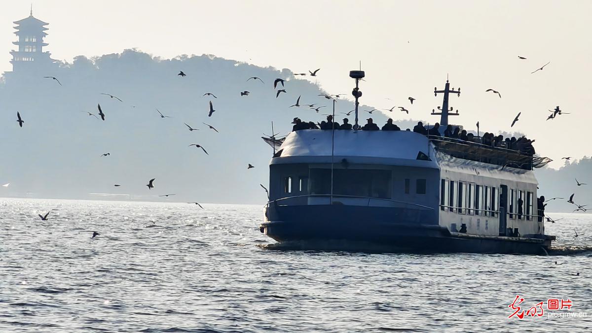 Gull-watching season starts in E China’s Taihu Lake Gull-watching season starts in E China’s Taihu Lake
