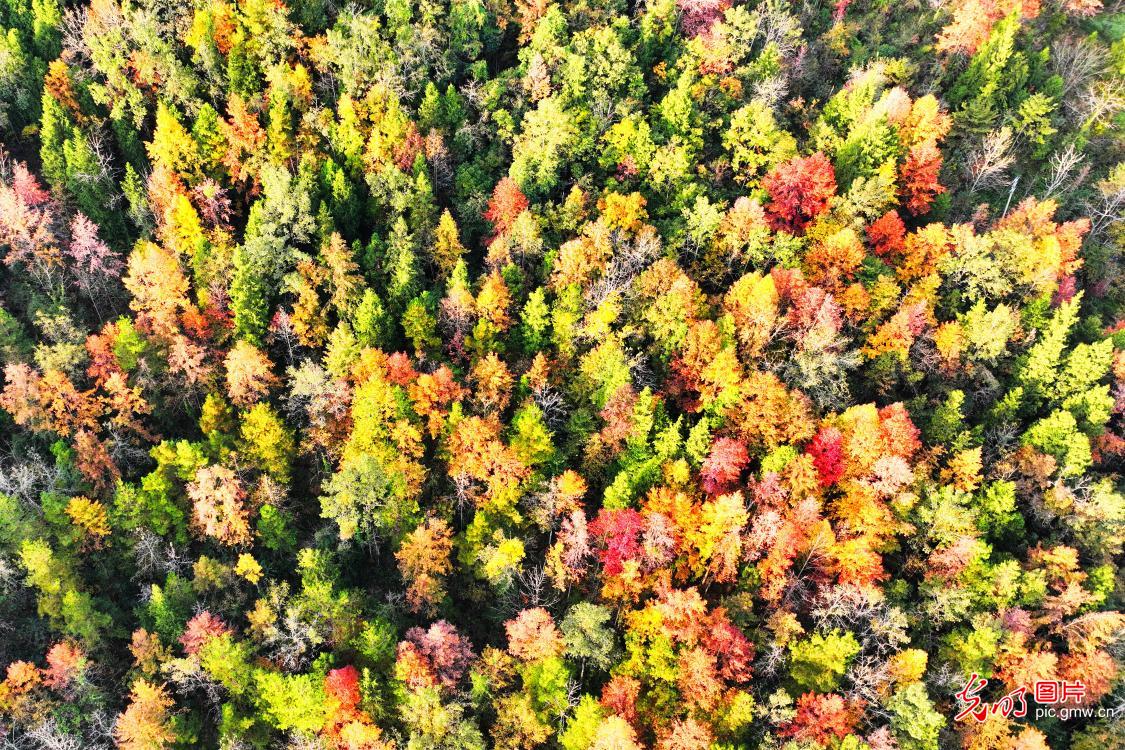 Colorful forest draws crowds in SW China's Chongqing Colorful forest draws crowds in SW China's Chongqing