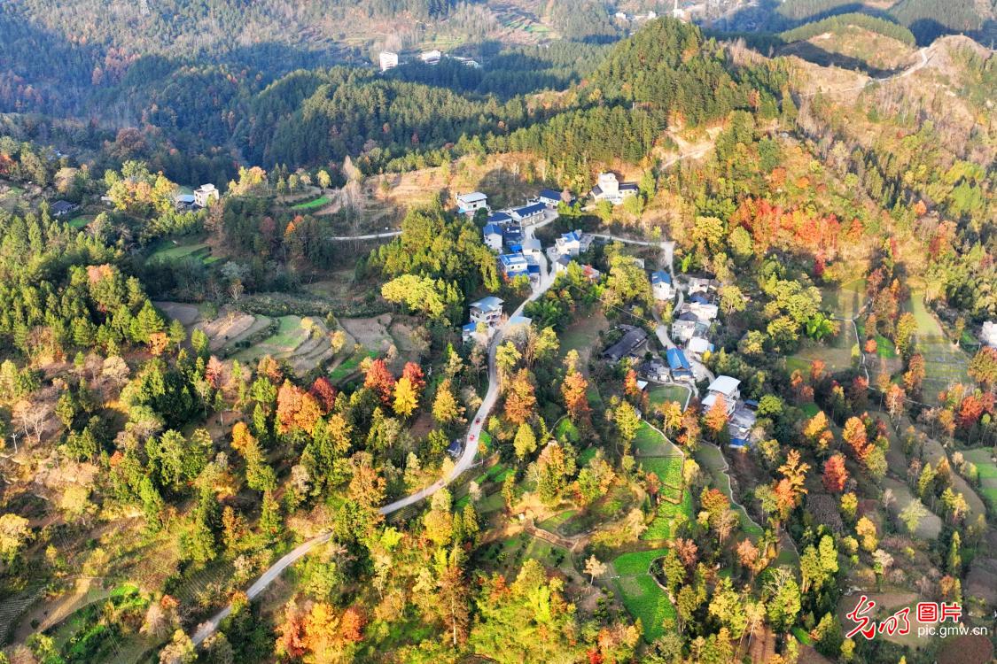 Colorful forest draws crowds in SW China's Chongqing Colorful forest draws crowds in SW China's Chongqing