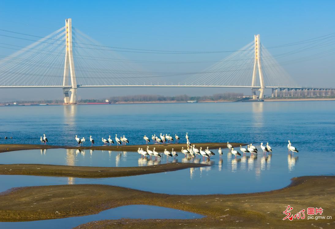 Graceful storks animate early winter wetlands along the Yangtze River Graceful storks animate early winter wetlands along the Yangtze River