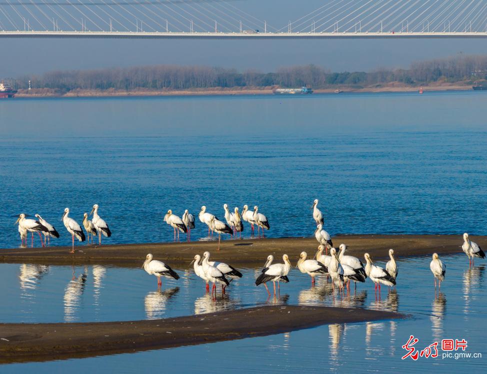 Graceful storks animate early winter wetlands along the Yangtze River Graceful storks animate early winter wetlands along the Yangtze River