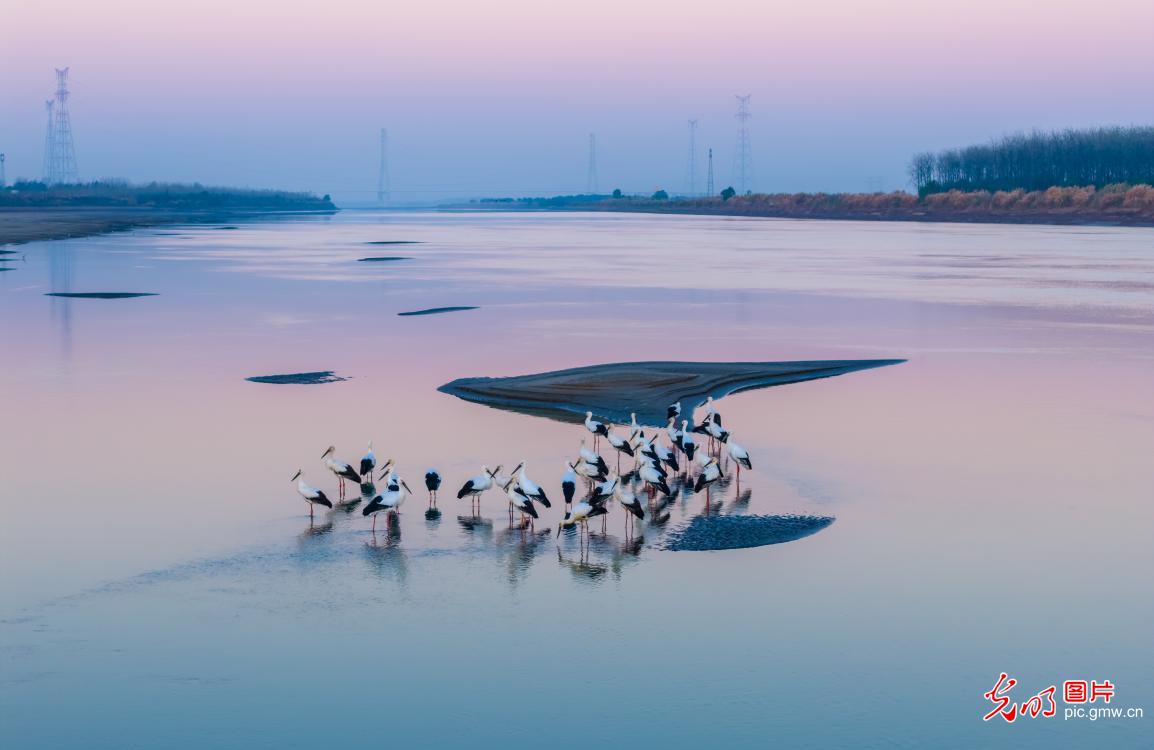 Graceful storks animate early winter wetlands along the Yangtze River Graceful storks animate early winter wetlands along the Yangtze River