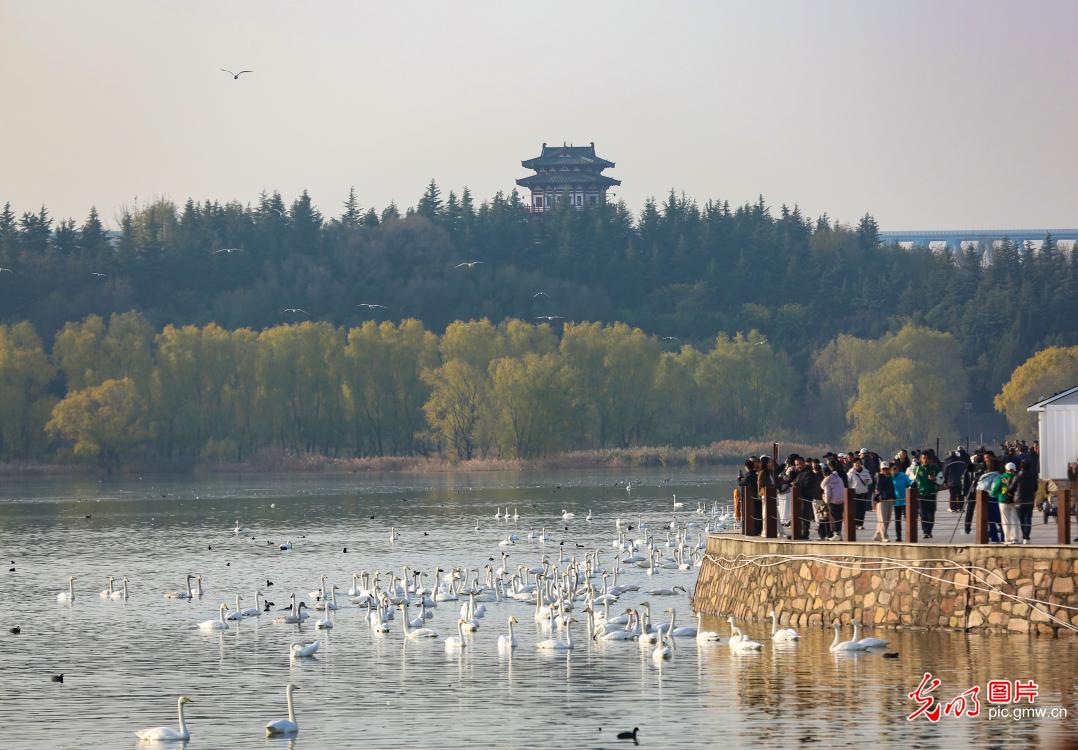 Swan-watching season unfolds along Yellow River wetlands