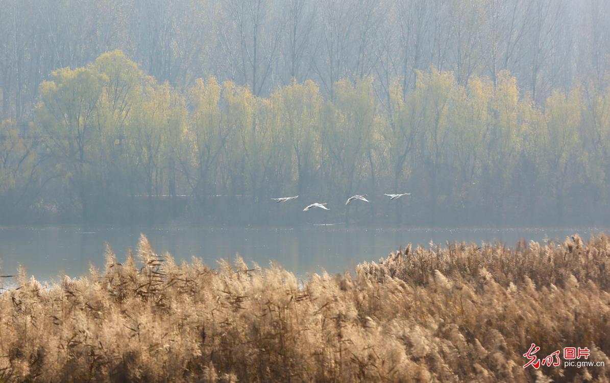 Swan-watching season unfolds along Yellow River wetlands
