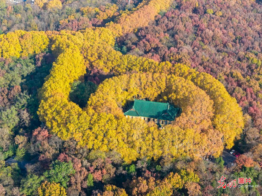 Autumn colors enrich scenic landscapes in Nanjing