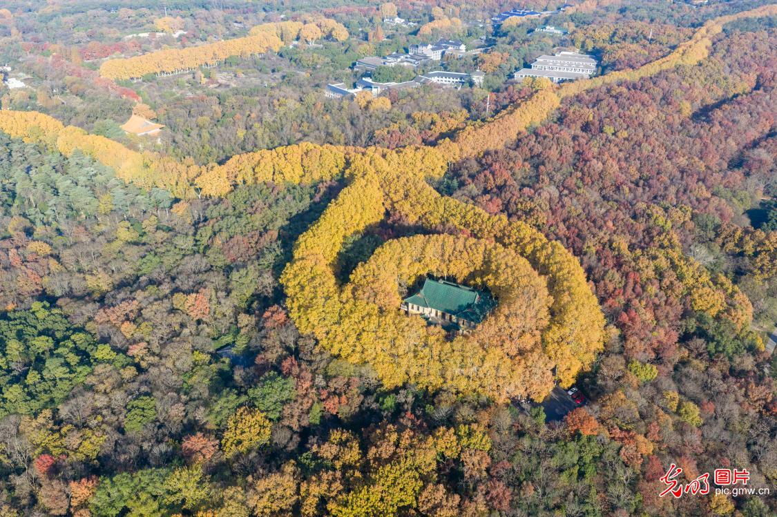 Autumn colors enrich scenic landscapes in Nanjing