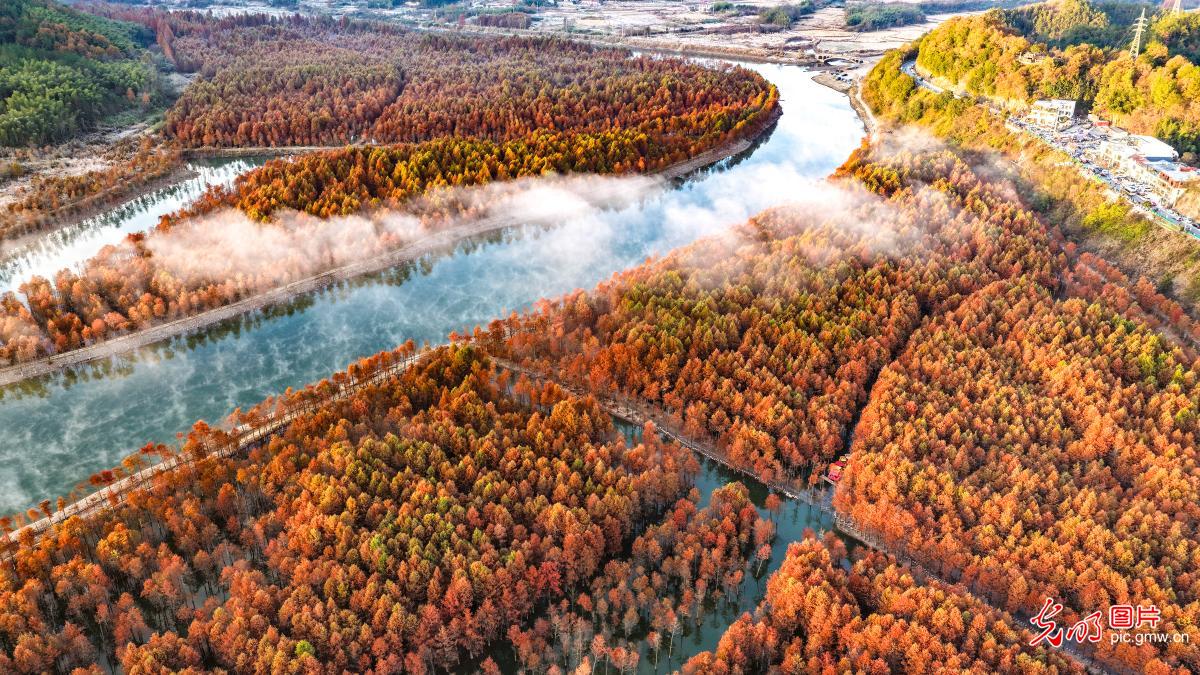 Late-autumn colors brighten wetland landscapes in E China's Anhui