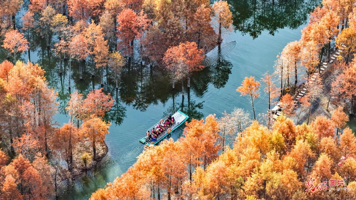 Late-autumn colors brighten wetland landscapes in E China's Anhui
