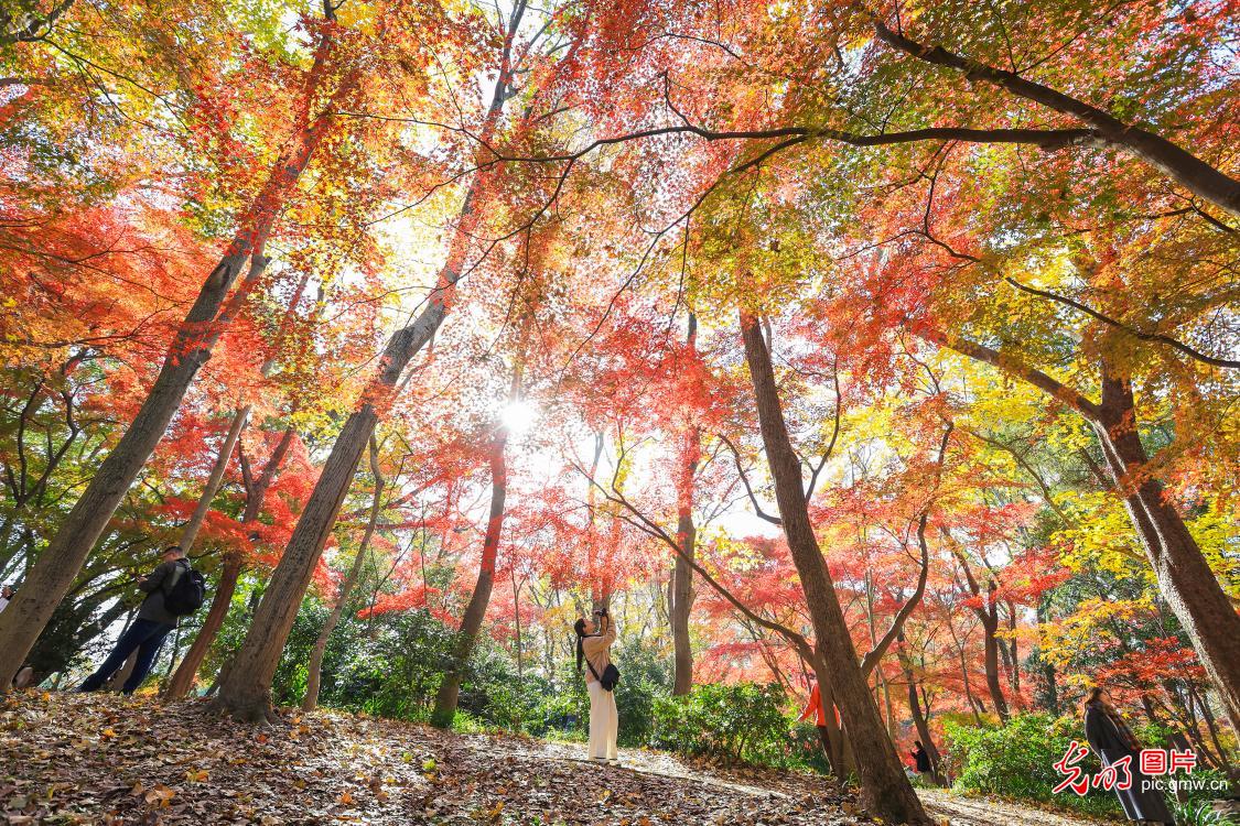 Early-winter colors charm visitors at Nanjing Zhongshan Botanical Garden