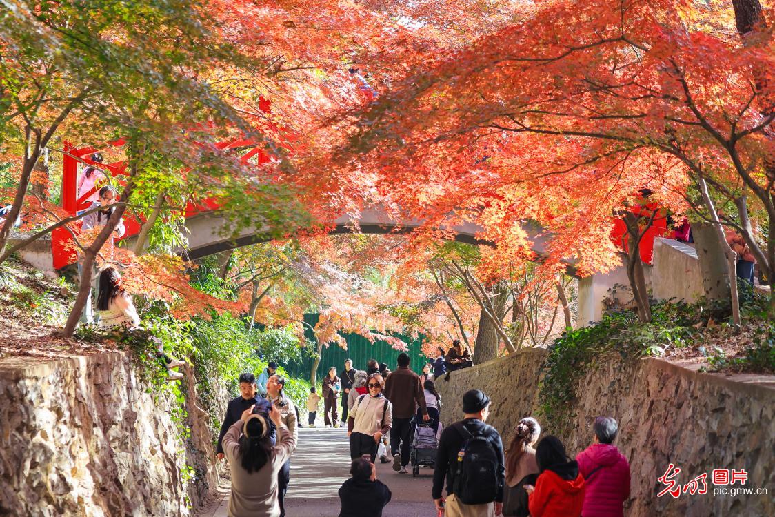 Early-winter colors charm visitors at Nanjing Zhongshan Botanical Garden
